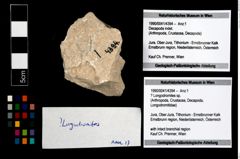 Foto (Objekt + Etikett) von ? Longodromites sp.  (NHMW-GEO-1990-0041-4394)